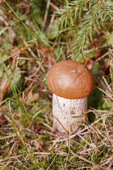 Red mushroom grows in the forest in early autumn