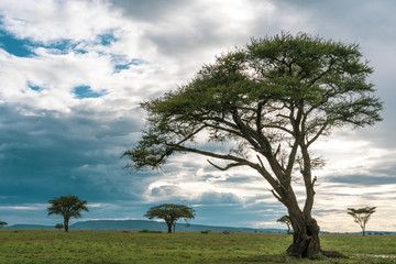 Naklejka na ściany i meble African panorama in Serengeti national park