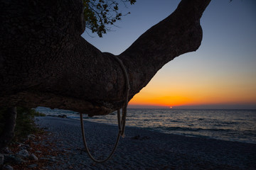 orange red sunrise at the beach tree closeup