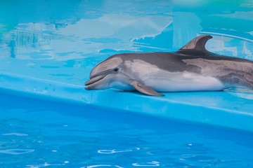 Trained dolphin in the aquarium, dolphinariums. show with dolphins. the trainer works with a trained dolphin.