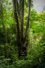 Trees in the Atlantic Rainforest, one of Brazil's largest and most endangered biomes. Rio de Janeiro, Brazil