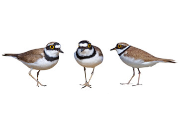 Cute little water bird. Isolated bird. White background. Little Ringed Plover. Charadrius dubius.