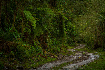 The biodiversity of Páramos, a biome that occurs in the high mountains of the Ecuadorian Andes. Ecuador.