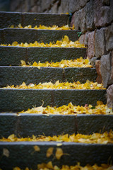 Hojas en color amarillo vivo en otoño en una escalera de piedra