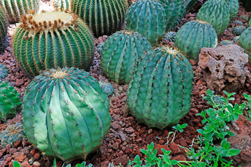 Cactus plants Echinocactus