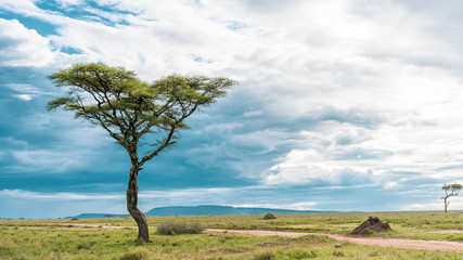 Fototapeta na wymiar African panorama in Serengeti national park