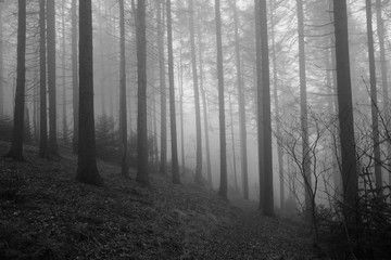 Fototapeta premium Wald im Nebel 