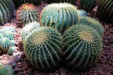 Cactus plants Echinocactus