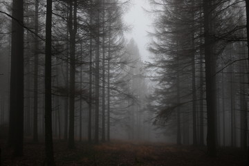 Fototapeta na wymiar Wald im Nebel 