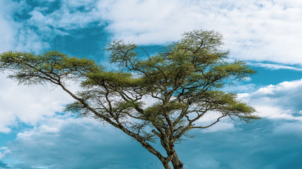 African panorama in Serengeti national park
