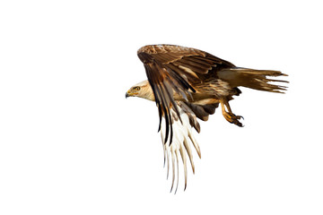 Flying buzzard. Bird of prey. Isolated bird. White background.  