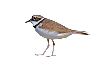 Cute little water bird. Isolated bird. White background. Little Ringed Plover. Charadrius dubius.