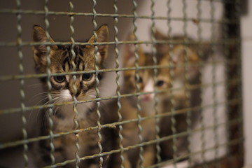 cats rescued at the veterinary clinic waiting to be adopted by a family