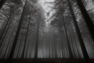 Wald im Nebel 