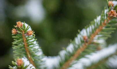 A First Snow