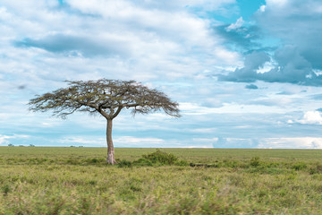 Obraz premium African panorama in Serengeti national park