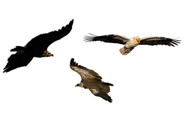 Flying vultures. Isolated birds. White background. Left to right; Cinereous Vulture, Griffon Vulture and Egyptian Vulture.