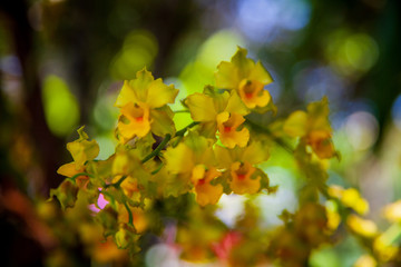 Spring flowers that represent the biodiversity of the Atlantic Forest. Bahia, Brazil.