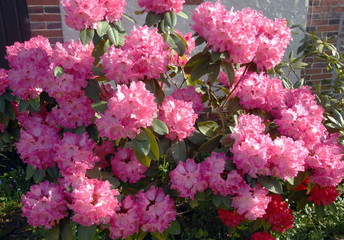 Rhododendrons roses et son feuillage, France