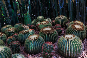 Cactus plants Echinocactus
