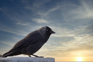 jackdaw sitting on a roof at sunset