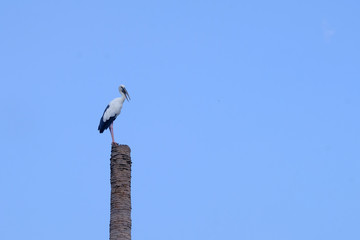 Crane bird standing alone on the cut tree with blue sky background