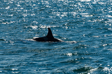 Orca Killerwal Finne Ólafsvík Snæfellsnes Walbeobachtung Whale Watching Island 