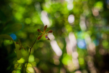 Spring flowers that represent the biodiversity of the Atlantic Forest. Bahia, Brazil.
