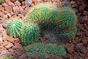 Cactus plants Echinocactus