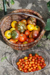 Paniers en osier et corbeille, tomates jaunes et rouges, récolte du jour, France