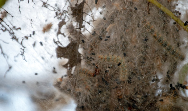 Fall webworms build their nesting bag at the end of a walnut tree branch in southwest Missouri. Bokeh effect.