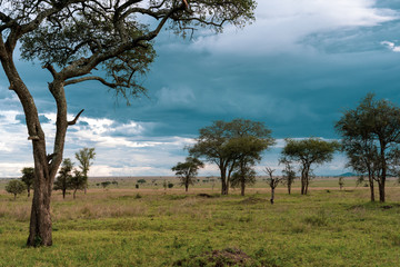 Fototapeta na wymiar African panorama in Serengeti national park