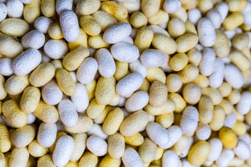 Yellow and White cocoon