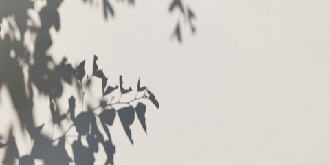 blur shadow of tree leaf on white wall