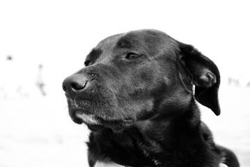 Good black dog face expressions