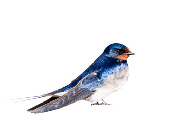 Isolated bird. Barn Swallow. White background. 