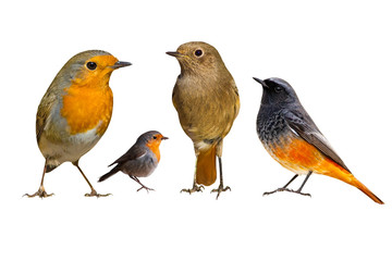 Cute little birds. Isolated bird. White background. Birds: Robin and Redstart.   