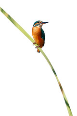 Colorful bird Kingfisher. Isolated bird and branch. White background. Common Kingfisher. Alcedo atthis.