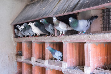 group of carrier pigeons resting inside the structures and supports of their loft