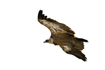 Flying vulture. Isolated bird. White background. Griffon Vulture. Gyps fulvus.