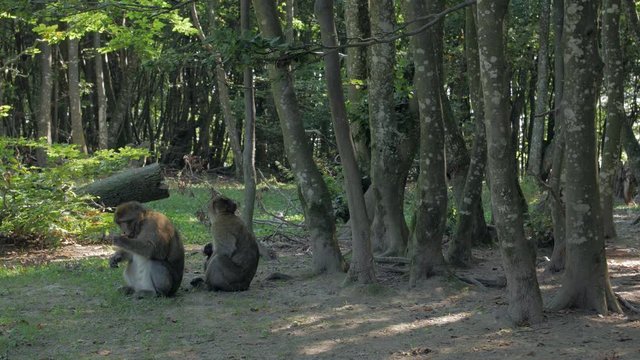Monkeys looking for food in forest two wild magot macaques