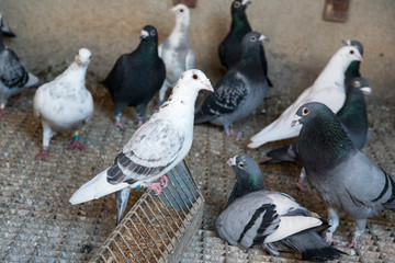 group of carrier pigeons resting inside the structures and supports of their loft