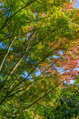 Fall Leaves And Branches 2