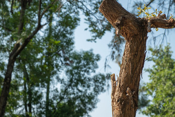 Changeable Lizard camouflage itself for survive