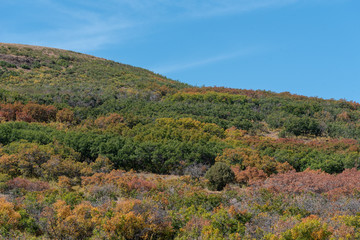 Fototapeta na wymiar Low angle landscape of a hillside with autumn colors near Ridgway, Colorado