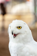 Snowy Owl - Bubo scandiacus