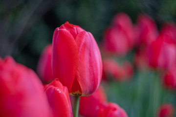 red tulips among greenery in the garden, close up
