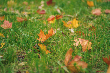 fallen yellow leaves among green grass