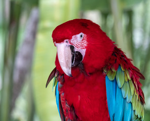 serious parrot with red head Bali bird park