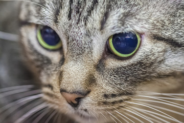 muzzle of a tabby cat with big eyes, close up,soft focus